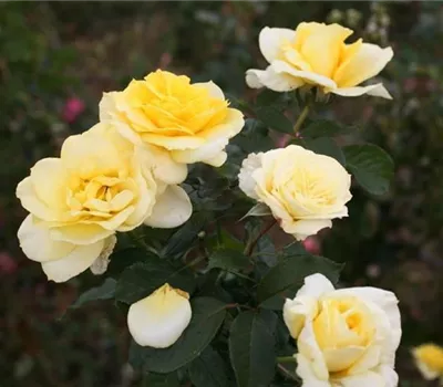 Rosa (Teehybride) 'Apéritif'®