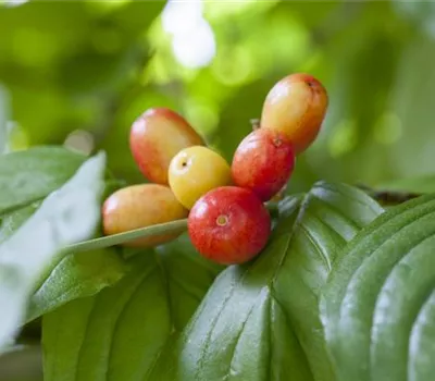 Cornus mas 'Kasanlaker'