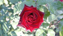 Rosa (Teehybride) 'Black Magic'®