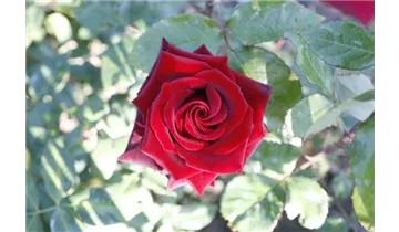 Rosa (Teehybride) 'Black Magic'®