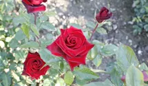 Rosa (Teehybride) 'Black Magic'®