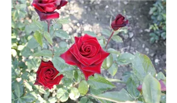 Rosa (Teehybride) 'Black Magic'®