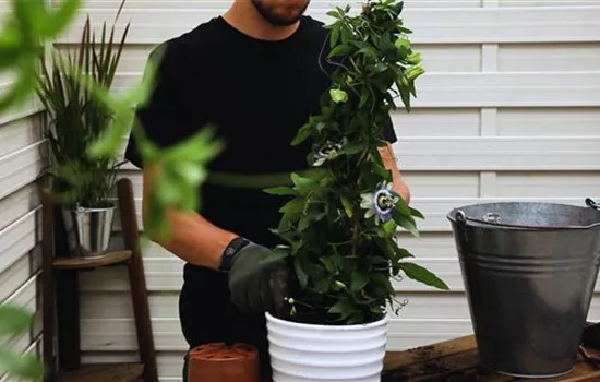 Passionsblume - Einpflanzen in ein Gefäss Passionsblume - Einpflanzen in ein Gefäss