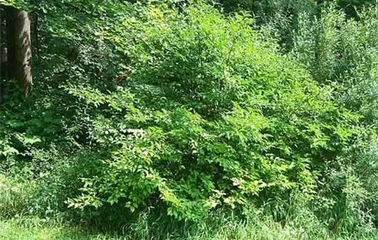 Cornus mas