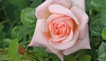 Rosa (Teehybride) 'Freiamt'