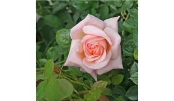 Rosa (Teehybride) 'Freiamt'