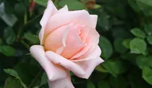 Rosa (Teehybride) 'Freiamt'