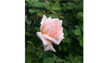 Rosa (Teehybride) 'Freiamt'
