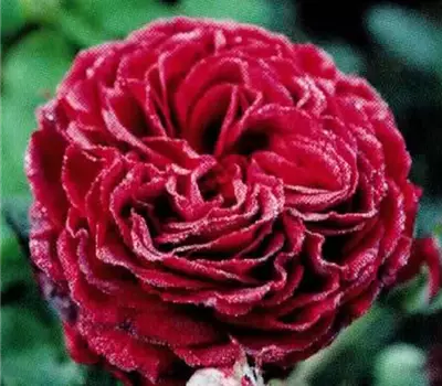 Rosa (Teehybride) 'Gospel'®