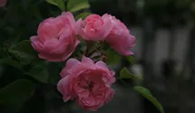 Rosa (Bodendeckerrose) 'The Fairy'