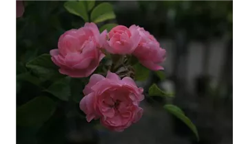 Rosa (Bodendeckerrose) 'The Fairy'