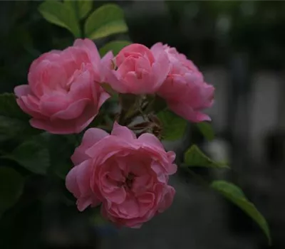Rosa (Bodendeckerrose) 'The Fairy' Rosa (Bodendeckerrose) 'The Fairy'