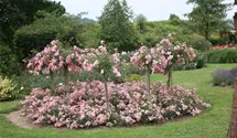 Rosa (Bodendeckerrose) 'The Fairy'