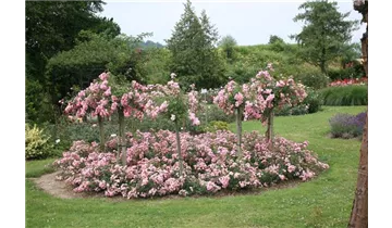 Rosa (Bodendeckerrose) 'The Fairy'
