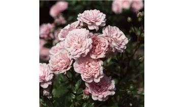 Rosa (Bodendeckerrose) 'The Fairy'