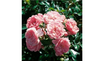 Rosa (Bodendeckerrose) 'The Fairy'