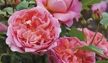 Rosa (Englische Rose) 'Boscobel'®