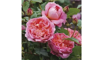 Rosa (Englische Rose) 'Boscobel'®