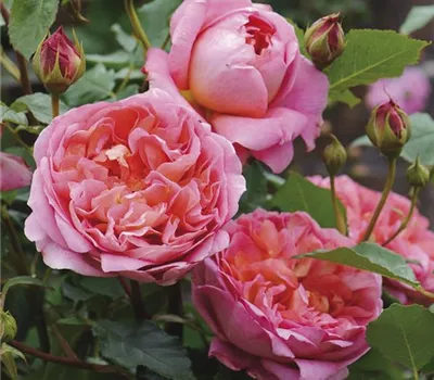 Rosa (Englische Rose) 'Boscobel'® Rosa (Englische Rose) 'Boscobel'®