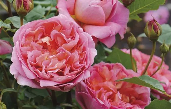 Rosa (Englische Rose) 'Boscobel'®
