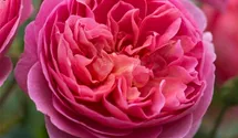 Rosa (Englische Rose) 'Boscobel'®