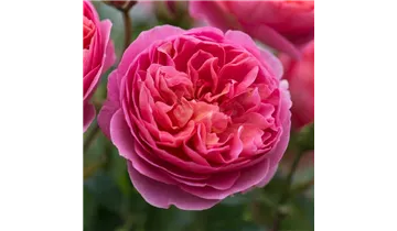 Rosa (Englische Rose) 'Boscobel'®