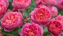 Rosa (Englische Rose) 'Boscobel'®