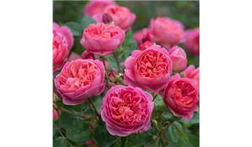 Rosa (Englische Rose) 'Boscobel'®