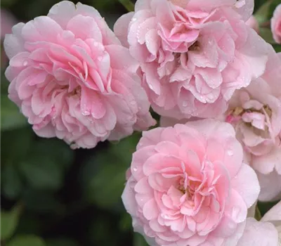 Rosa (Floribundarose) 'Bonica 82'®