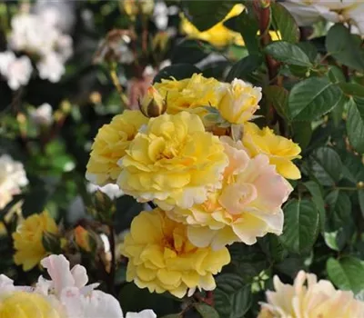 Rosa (Floribundarose) 'Nadia Zerouali'®