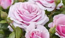 Rosa (Teehybride) 'Pacific Blue®'