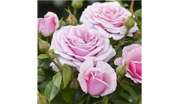 Rosa (Teehybride) 'Pacific Blue®'