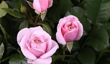 Rosa (Teehybride) 'Pacific Blue®'
