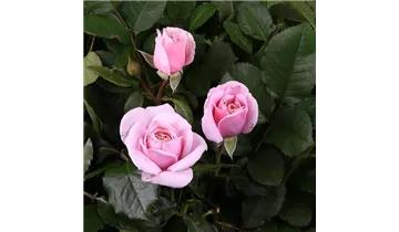 Rosa (Teehybride) 'Pacific Blue®'
