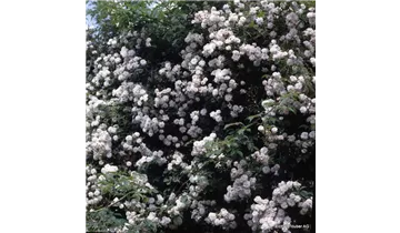 Rosa (Kletterrose) 'Paul's Himalayan Musk'