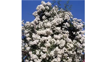 Rosa (Kletterrose) 'Paul's Himalayan Musk'