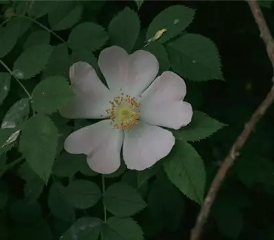 Rosa (Wildrose) 'Canina'