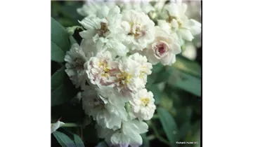 Rosa (Kletterrose) 'Paul's Himalayan Musk'