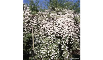 Rosa (Kletterrose) 'Paul's Himalayan Musk'