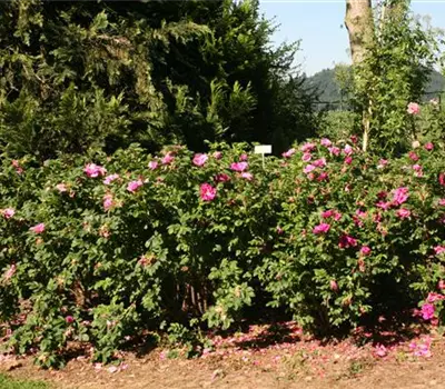 Rosa (Wildrose) 'Rugosa'