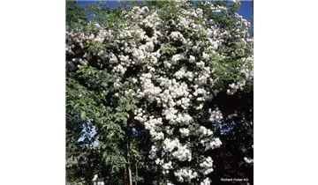 Rosa (Kletterrose) 'Paul's Himalayan Musk'