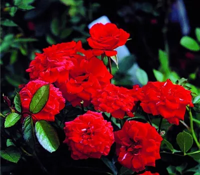 Rosa (Miniaturrose) 'Orange Babyflor'®