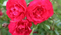 Rosa (Strauchrose) 'Rote Woge'®