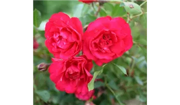 Rosa (Strauchrose) 'Rote Woge'®