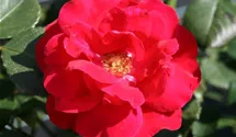 Rosa (Strauchrose) 'Rote Woge'®