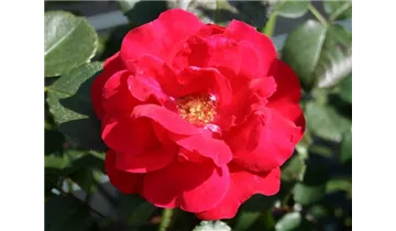 Rosa (Strauchrose) 'Rote Woge'®