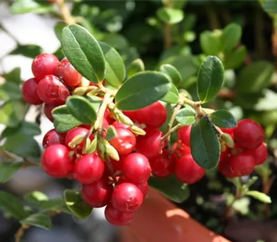 Vaccinium (Preiselbeere) cranberry 'Red Pearl'