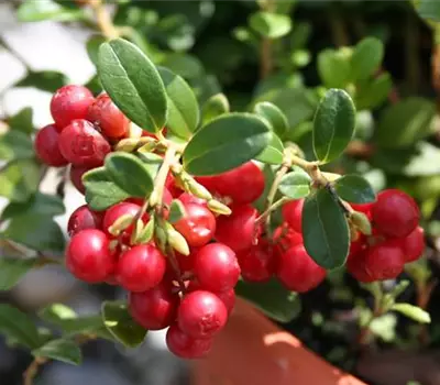 Vaccinium (Preiselbeere) cranberry 'Red Pearl'