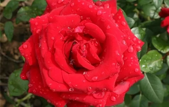 Rosa (Teehybride) 'Ingrid Bergman'®