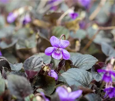 Viola labradorica